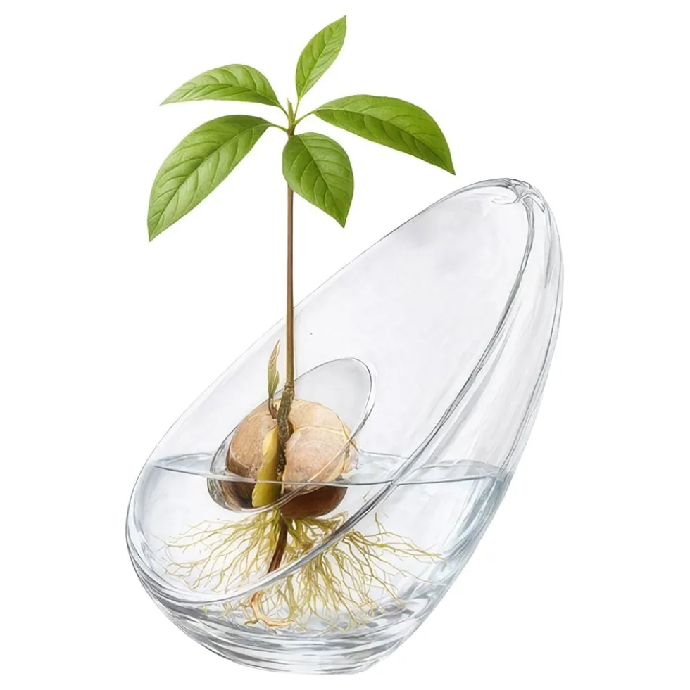 Avocadovase i Glas