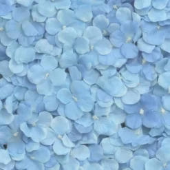 Backdrop Hortensia Blå