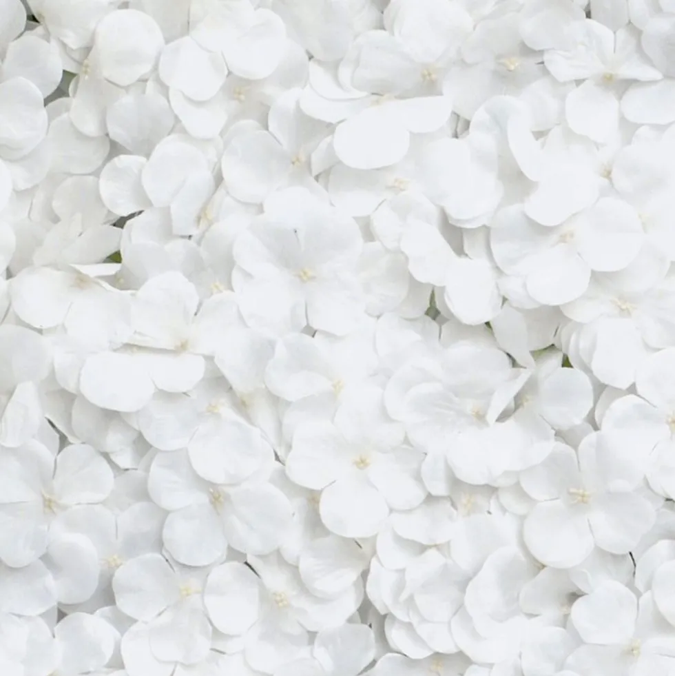 Backdrop Hortensia Hvid