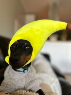 Bananhat til Katte
