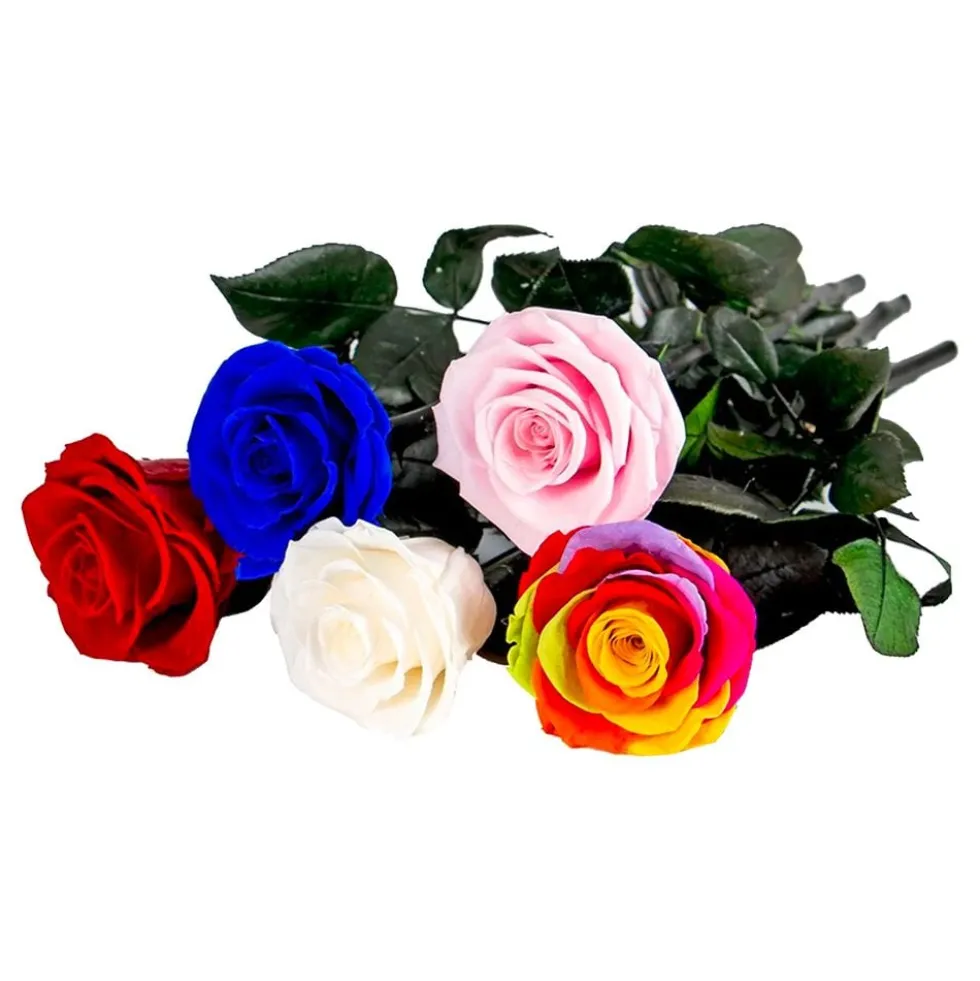 Evighedsrose