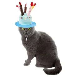 Fødselsdagshat til Kat