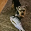 Fisk i Stof