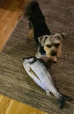 Fisk i Stof