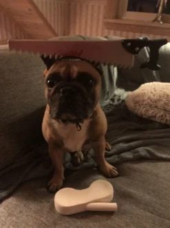 Halloween Props til Hunde