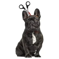 Halloween Props til Hunde