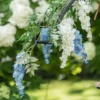Kunstig Blomst Blåregn Hvid