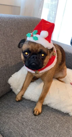 Nissehue og Krave til Hund