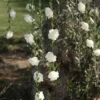 Roseguirlande Hvid